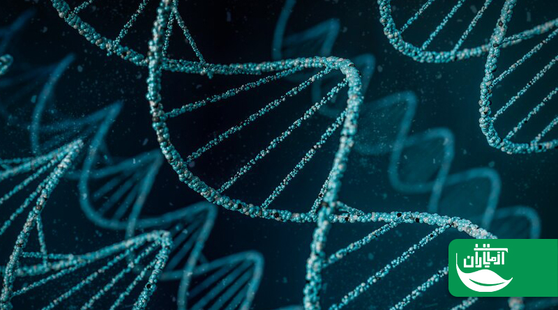 اپیژنتیک چیست؟ بررسی کنترل ارثی بیان ژن و تاثیر آن در سلامت انسان